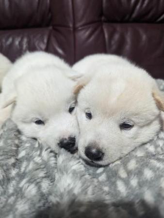 Image 4 of Rare and Stunning F2 Huskita Puppies