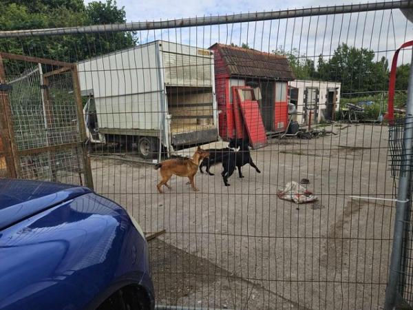 Image 5 of Bull breed x GSD guard dog type homes sought