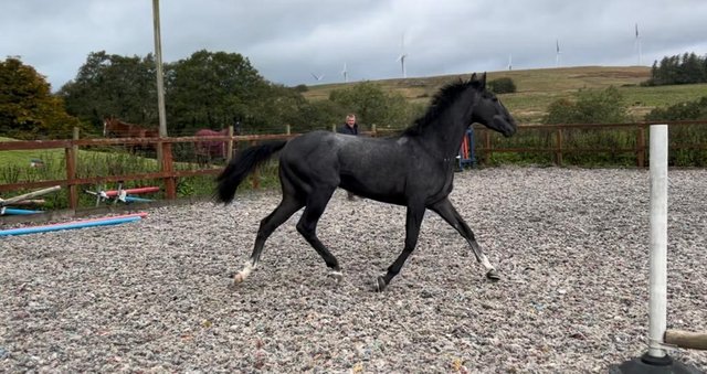 Preview of the first image of Stunning iron grey TB mare.