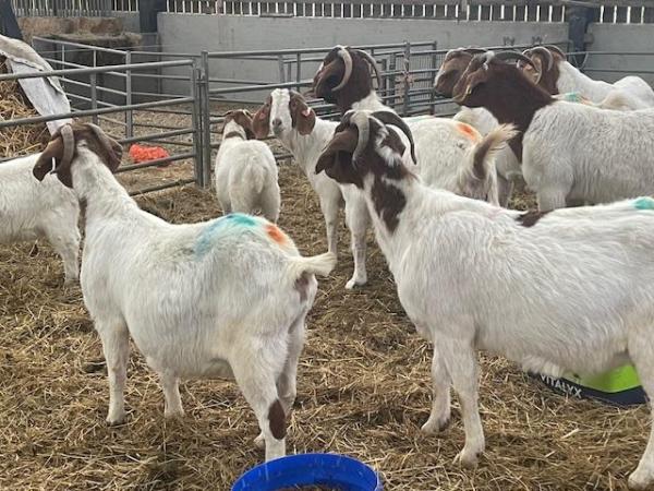 Image 8 of Pure Boer Goats for sale