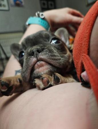 Image 6 of French bulldog Ready for there ***** home