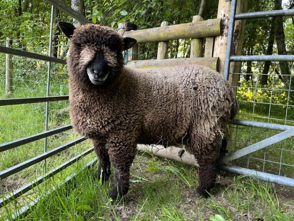 Image 1 of Two Coloured Ryeland Ram Lambs For Sale