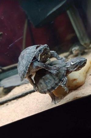 Image 1 of Eastern Musk Turtles - 5 Months old (8 of them) (2 for £80)