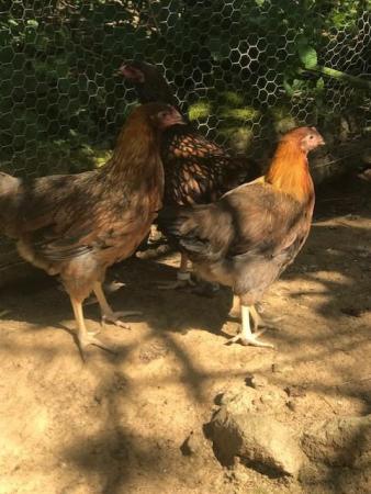 Image 4 of Pure Breed - Large Fowl Chickens - Female Pullets & POL