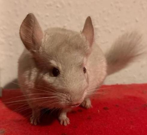 Image 5 of 3 Chinchilla  that are 3 months old