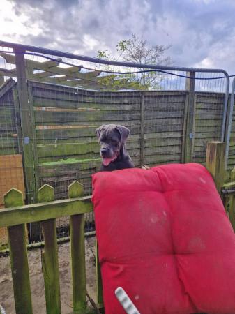 Image 14 of ICCF REGISTERED CANE CORSO PUP LAST BOY AVAILABLE