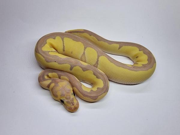 Image 5 of Banana Clown Royal / Ball Python Male