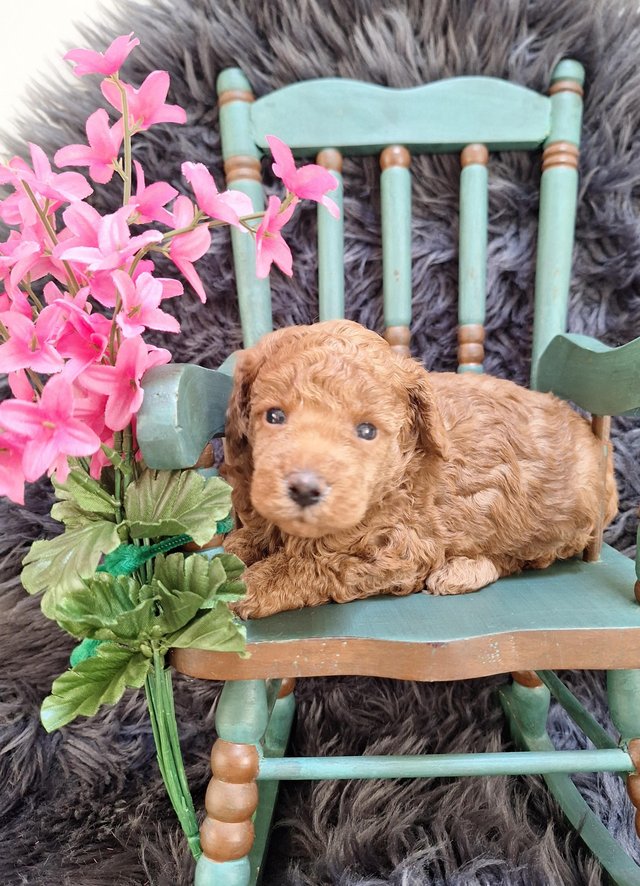 Preview of the first image of KC registered phantom/red miniature poodles.
