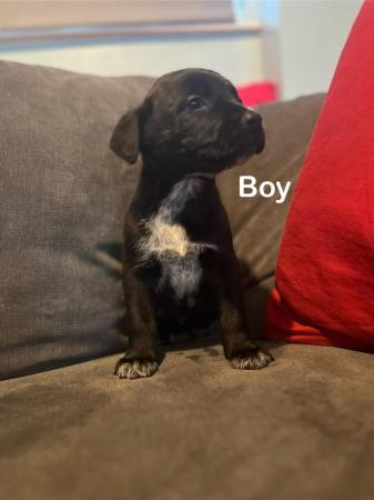 Image 2 of Cross breed puppies for sale