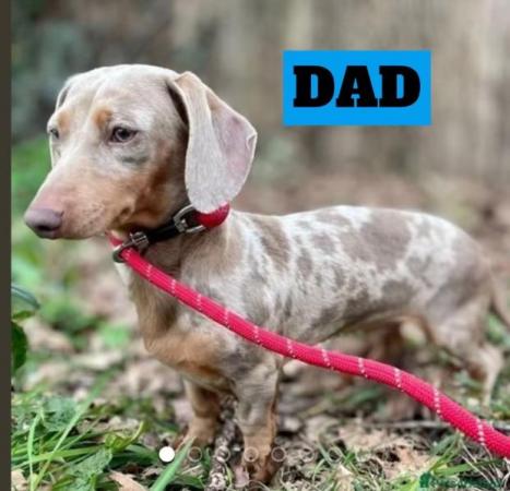 Image 5 of Dachshund puppies for sale