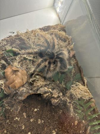 Image 9 of Tarantula collection for sale