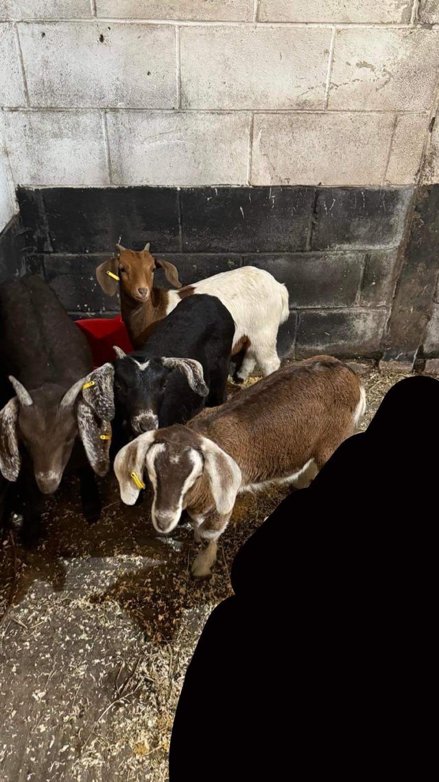 Preview of the first image of Four Anglo-Nubian wether kid goats.