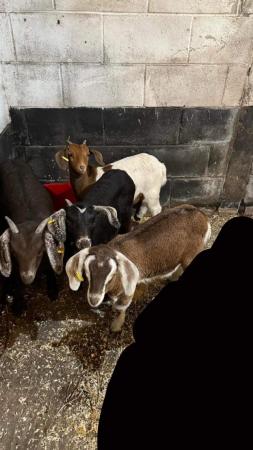 Image 1 of Four Anglo-Nubian wether kid goats