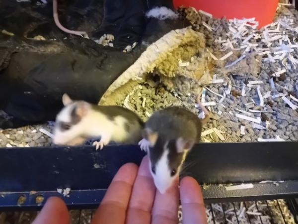 Image 3 of Baby Male Rats Looking for Loving Homes