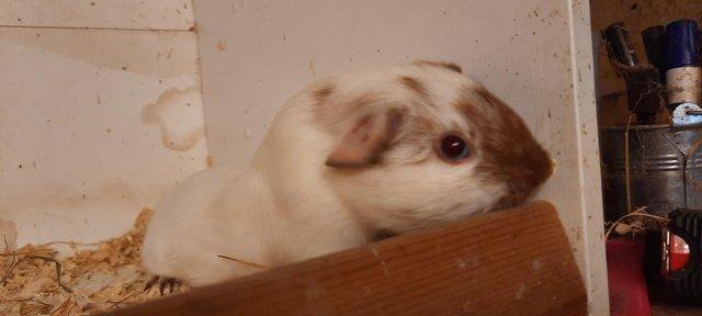 Preview of the first image of Young Guinea Pigs AvailableFor Sale.
