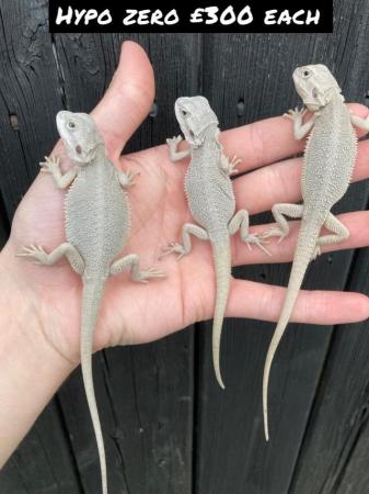 Image 5 of Various Bearded Dragon morphs available