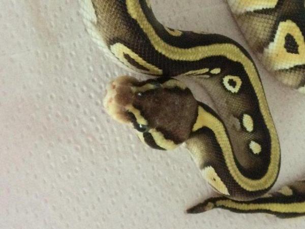 Image 2 of Pastel Mojave het ghost baby python