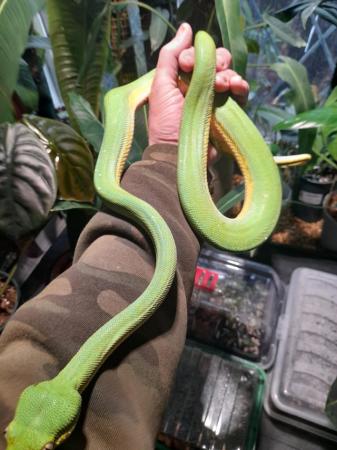 Image 8 of Aru x cyclops male green tree python