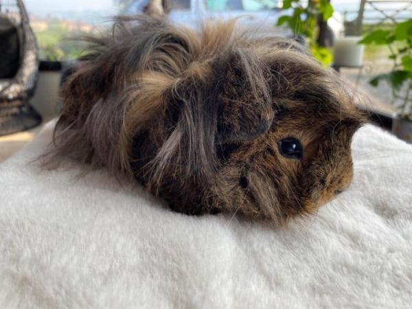 Image 32 of Beautiful long haired very friendly  baby boy guinea pigs