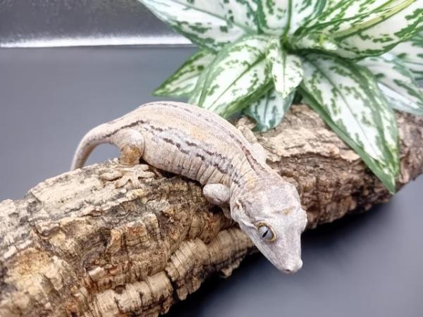 Image 2 of Beautiful female gargoyle gecko for sale!!!