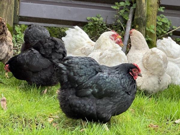 Image 3 of Wyandotte bantam hens black,white,partridge chickens