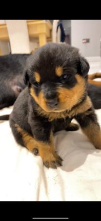 Image 15 of KC registered Rottweiler puppies ready to leave