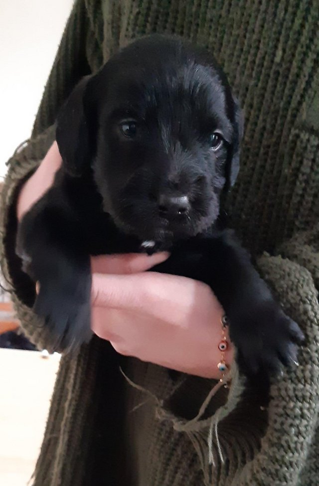 Preview of the first image of Cockapoo x labrador x 7.