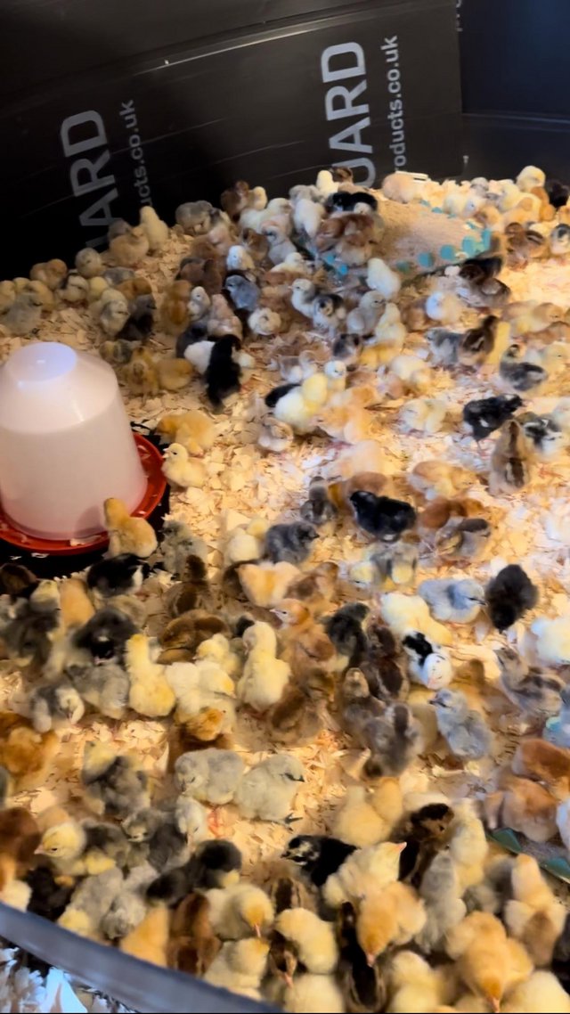 Preview of the first image of Huge selection of pure breed chicks.