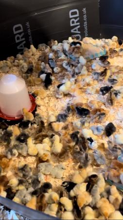 Image 1 of Huge selection of pure breed chicks