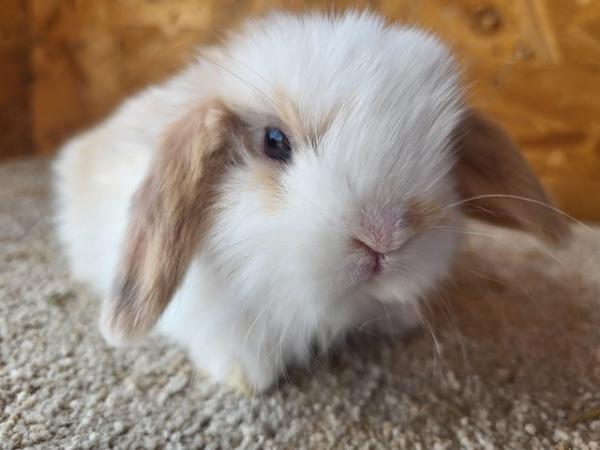 Image 6 of Baby Mini Lop Doe in light tri READY NOW
