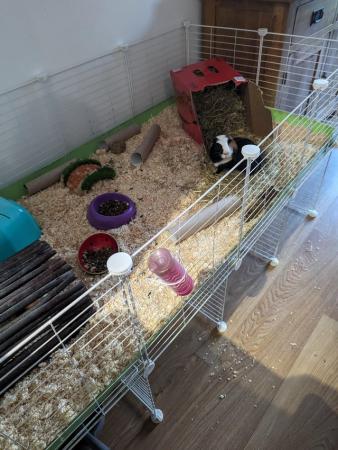 Image 5 of 2year old female guinea pig pair