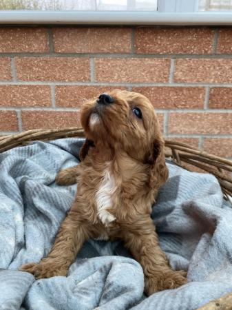 Image 5 of Gorgeous F1 toy cavapoo puppies