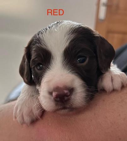 Image 8 of Beautiful KC Registered English Springer Spaniel Puppies