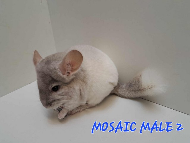Preview of the first image of STUNNING BABIES CHINCHILLA MIX COLOURSfemale and male.