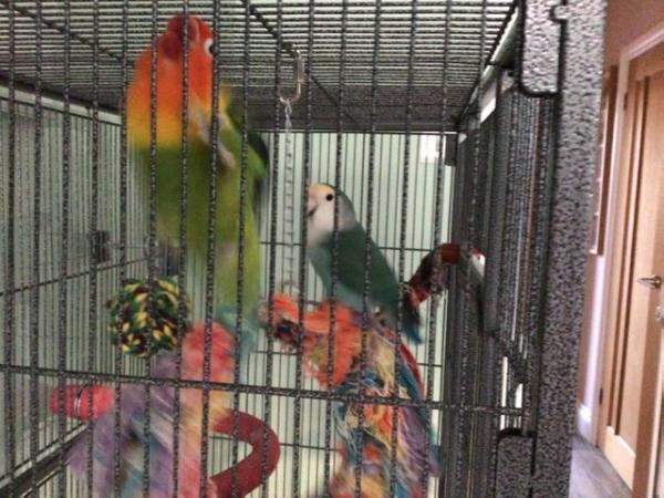 Image 5 of Pair of bonded lovebirds for sale