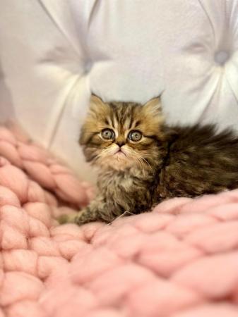 Image 9 of **Stunning 5 generation pedigree Persian kittens**