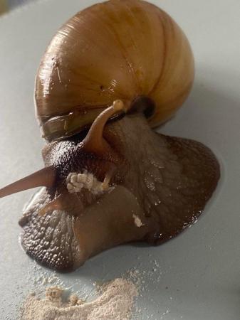 Image 6 of Giant African land snails for sale