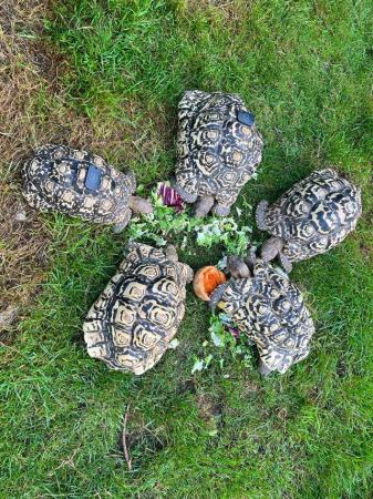 Image 4 of Baby Leopard Tortoises looking for there new homes