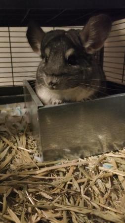 Image 2 of 15 month old chinchilla