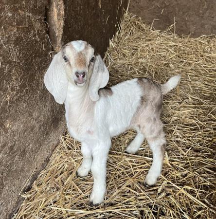 Image 1 of Boer x Anglo Nubian goats for sale