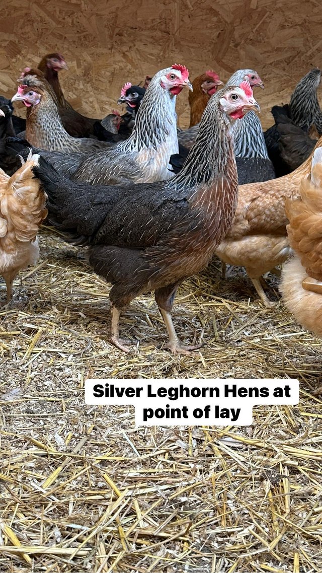 Preview of the first image of Silver leghorn hens at point of lay.