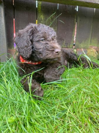 Image 7 of F1 miniature labradoodle girl.