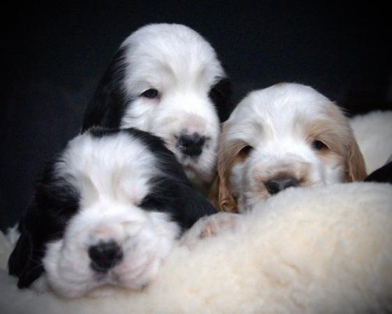 Image 34 of Show Cocker Puppies (KC Registered and fully health tested)