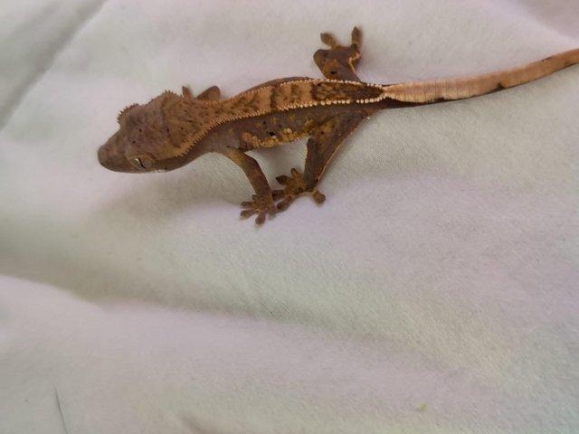 Preview of the first image of 4 weeks old lavender crested geckos.