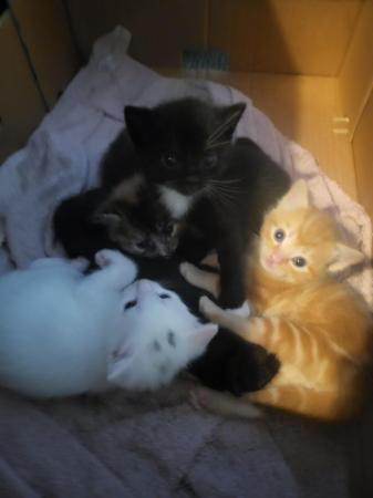 Image 2 of 2 litters available,5 kittens for sale ready june 6 kittens