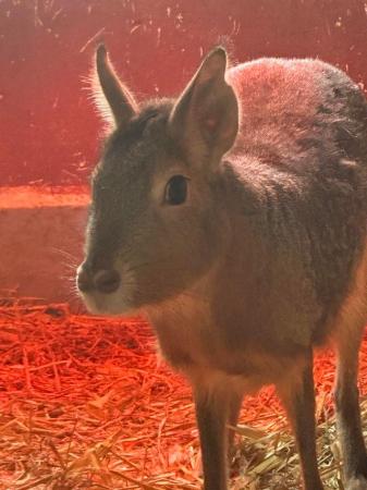 Image 5 of Patagonian Mara 2 males for sale