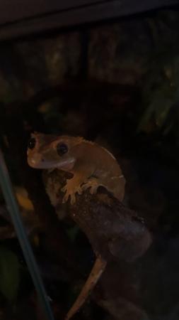 Image 4 of Crested gecko for sale.
