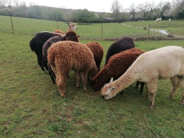 Image 2 of Alpaca herd of 17 females for sale.