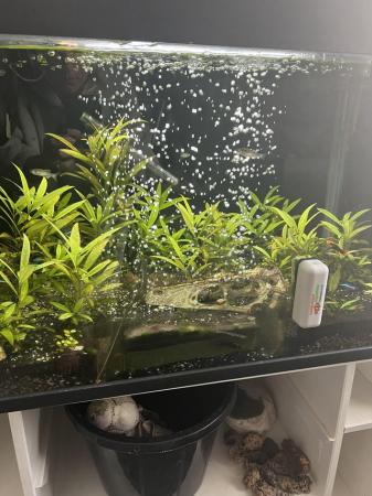 Image 5 of Fish with whole set up need gone asap