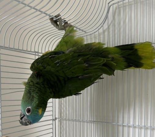 Image 3 of Beautiful young Blue Front Amazon Female talking parrot